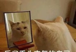 吃瓜姐妹专用的,揭秘娱乐圈背后的那些事儿