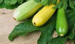 痛风可以吃瓜腾吗,营养与健康的平衡之道