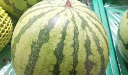 吃瓜块是什么,网络流行语的趣味解读