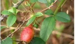 果实蝇瓜吃,揭秘瓜果中的天然美味与生态奥秘