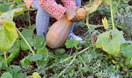 女人梦见偷瓜摘瓜吃瓜,女性梦境中的偷瓜摘瓜吃瓜之谜