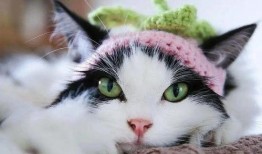 道具吃瓜的猫咪,揭秘吃瓜小猫的趣味日常