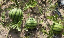 女人梦见偷瓜摘瓜吃瓜,女性梦境中的偷瓜摘瓜吃瓜之谜