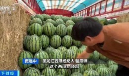 洋流吃瓜,揭秘海洋中的神秘瓜事