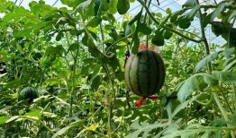 最快的吃瓜,揭秘最快吃瓜达人挑战极限