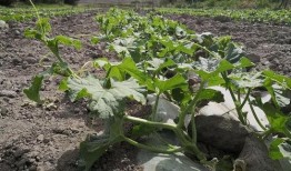 吃瓜群众种植专用,轻松入门，快乐收获