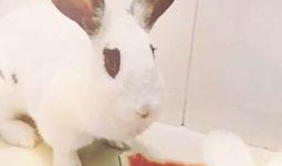 吃瓜的兔子珍珠,揭秘网红美食背后的故事