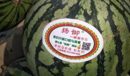 夜灵溪吃瓜,揭秘娱乐圈的瓜田秘闻