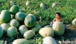 二壮吃瓜,揭秘娱乐圈幕后故事