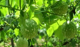 吊瓜的吃做法,解锁夏日清新口感