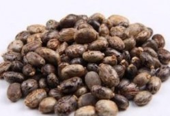 长得像佛手瓜吃里面的籽,天然美味，营养丰富的健康之选