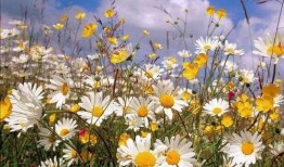 野生雏菊吃瓜视频,萌态十足引网友热议