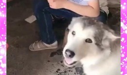 绝望吃瓜后续,揭开娱乐圈背后的惊人真相