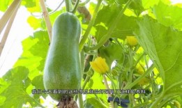 广东亮哥吃瓜视频,揭秘娱乐圈幕后故事