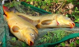 刘大瓜吃鲤鱼,一场味蕾与视觉的盛宴