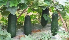 啊冬瓜怎么吃跟瓜怎么吃,冬瓜与啊冬瓜的多样食法探索