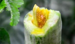 网红吃瓜出售,揭秘幕后交易与粉丝经济