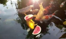 锦鲤吃瓜酱,揭秘网络红人的幕后故事