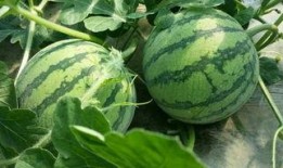 夜灵溪吃瓜,揭秘娱乐圈的瓜田秘闻