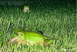 职业吃瓜青蛙,揭秘网络红人的幕后生活