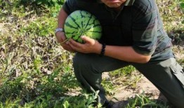 女人梦见偷瓜摘瓜吃瓜,女性梦境中的偷瓜摘瓜吃瓜之谜