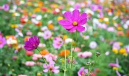 吃瓜群众花海,揭秘娱乐圈幕后风云