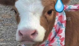 邢台抖音吃瓜,揭秘网红美食背后的故事