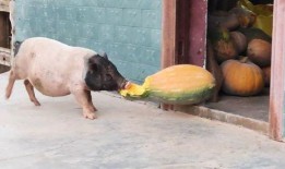 猪吃瓜吗,揭秘猪是否吃瓜之谜