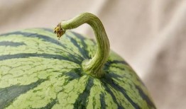 上海世茂吃瓜,揭秘背后真相与争议