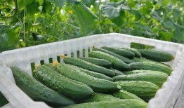 吃小绿瓜小紫瓜能减肥吗,神奇果蔬组合助力减肥新选择”