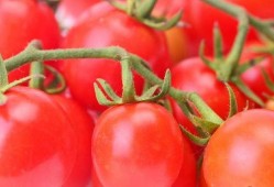 番茄小说吃瓜娘娘,宫廷风云中的美食传奇