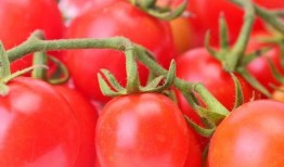 番茄小说吃瓜娘娘,宫廷风云中的美食传奇