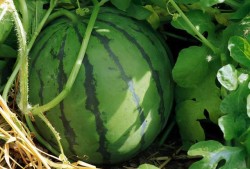 爱旅游吃瓜,一场说走就走的美食之旅