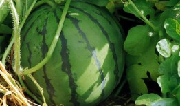 爱旅游吃瓜,一场说走就走的美食之旅