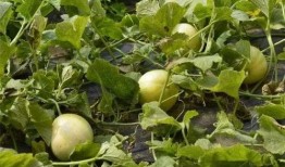 免费吃瓜地址有什么,畅享美食盛宴的秘密通道