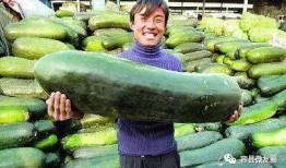 吃瓜群众种植专用,轻松入门，快乐收获