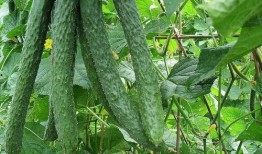 吃瓜每日一图,揭秘娱乐圈幕后故事