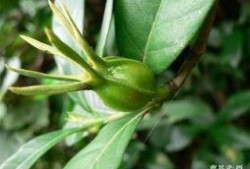 中南林业吃瓜,揭秘校园里的“吃瓜”文化现象