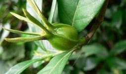 中南林业吃瓜,揭秘校园里的“吃瓜”文化现象