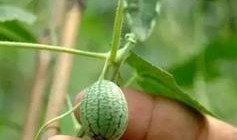 小布吃大瓜,揭秘瓜农与消费者的甜蜜故事