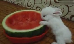 吃瓜的兔子珍珠,揭秘网红美食背后的故事