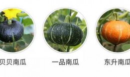 带你吃瓜之鸡吃米