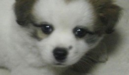 打完狂犬疫苗吃瓜,健康生活新体验