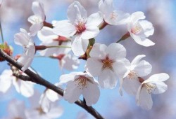 qq樱花吃瓜群,揭秘网络社交圈的趣味与争议