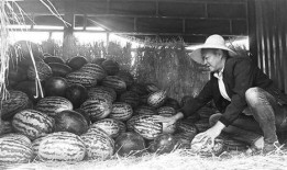 高碑店吃瓜群众事件视频,一场网络视频引发的全民热议