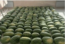 福建校园吃瓜,揭秘校园里的那些事儿