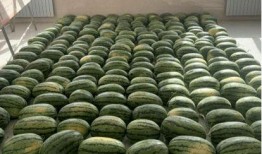 福建校园吃瓜,揭秘校园里的那些事儿