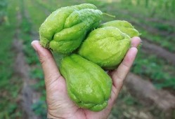 夸哥带你吃瓜,畅游吃瓜盛宴