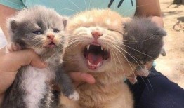 吃瓜猫孩子,揭秘网络红人的成长之路