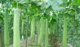 吃瓜助理,网络红人的崛起与影响力